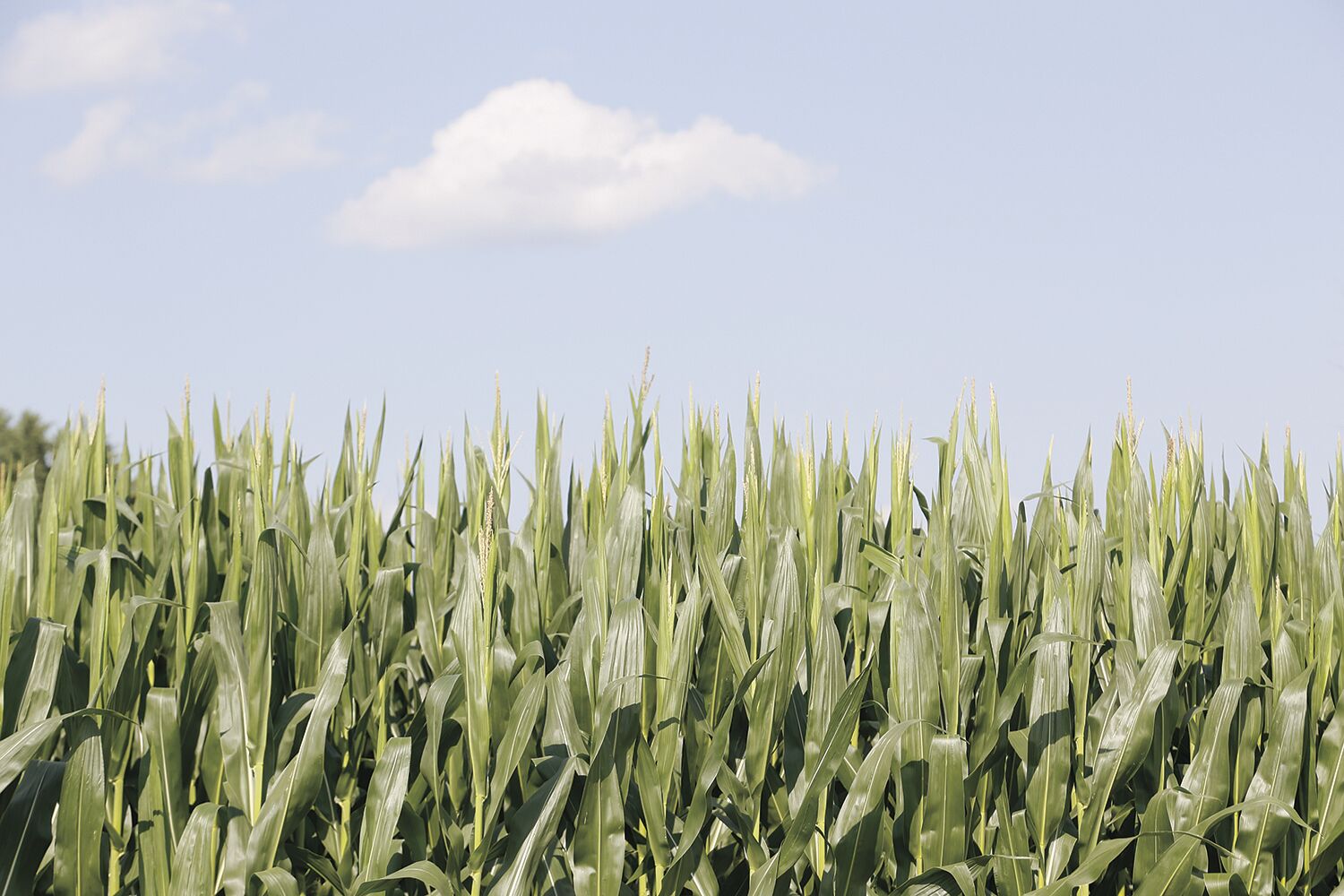 Shop farmers markets: Keep it fresh, sustainable, local